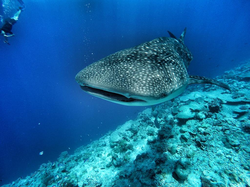 Athiri Beach Maldives Dhigurah  Exterior foto