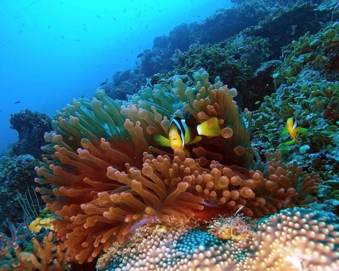Athiri Beach Maldives Dhigurah  Exterior foto